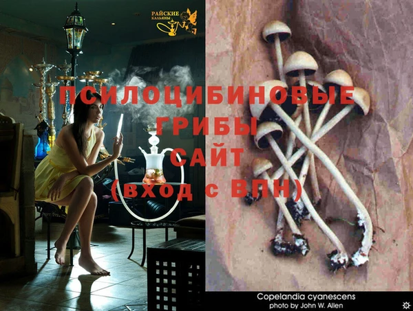 шишки Абаза